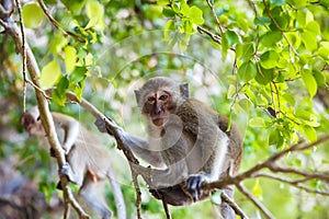 Little monkey in the jungle on a tree