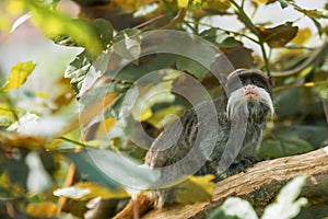 Little monkey with long white mustache, Saguinus imperator, Emperor Tamarin, looking sat in tree amongst leaves. Species