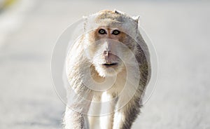 Little monkey looking for something.5