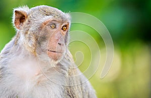 little monkey looking for something.