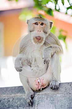 Little monkey looking for something.2