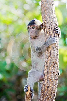 Little monkey looking for something. 6