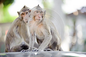 Little monkey looking for something. 7