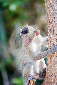 Little monkey looking for something. 8