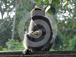 Little monkey with a mohawk eating