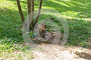 Little monkey playing around at Phatthalung, Thailand