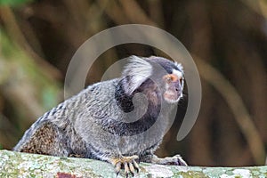 Little monkey popularly known as White-Tailed Sagittarius, Callithrix jacchus, in the `Bosque da Barra` park, in the neighborhood