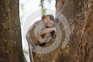 Little Monkey relaxing on tree in Thailand