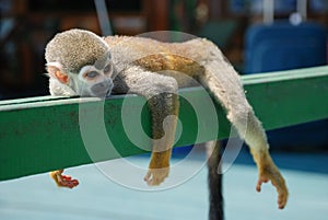 Little monkey resting on wood