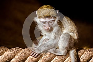 Little monkey on the rope