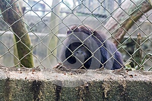 The little monkey is in the cage.