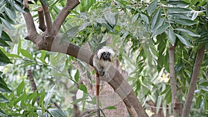 Little monkey sits on the tree branch
