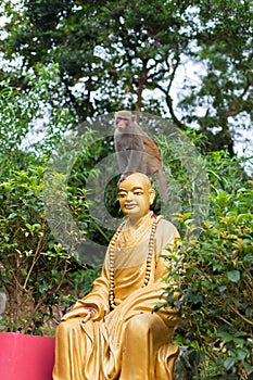 Little monkey is sitting on Buddha statue head