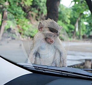 Little monkey sitting on car bonnet.