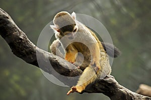 Little monkey sitting on a vine