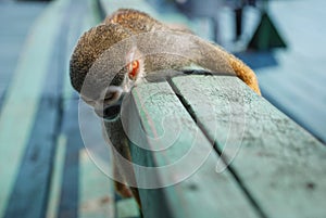 Little monkey slepping on wood