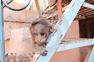 Little monkey on stairs