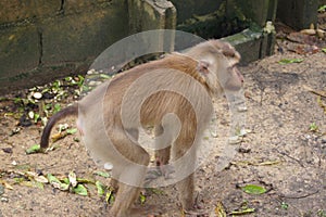 The little monkey stood looking