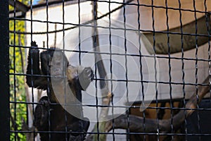 A Little Monkey Stretches Its Paw Through The Metal Bars Of The Cage At The Zoo