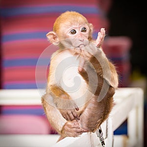 A little monkey toe sucking