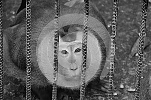 Little monkey is trapped in a black and white zoo