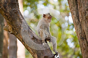 Little Monkey on tree in Thailand