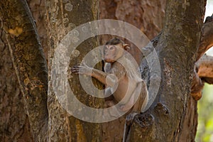 Little Monkey on tree in Thailand