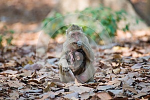 Little Monkey on tree in Thailand