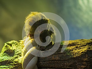 Little monkey on a tree at the zoo.