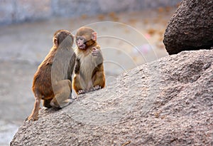 Little monkeys on the rock.