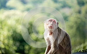 Little monkeys are sitting in front of friends and being taken with a zoom lens gives a beautiful background image.