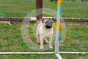 little mops pug dog puppy in a dog school has been trained outdoor