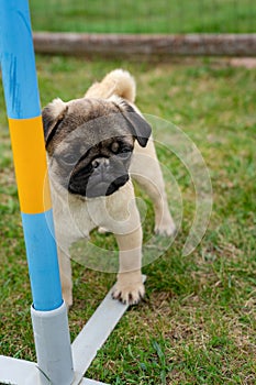 little mops pug dog puppy in a dog school has been trained outdoor