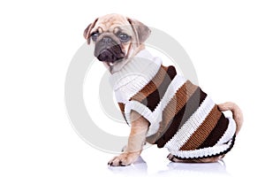 Little mops puppy wearing clothes