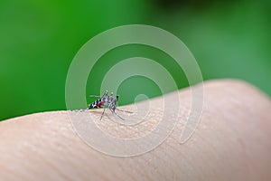 Little mosquito bitting human`s skin