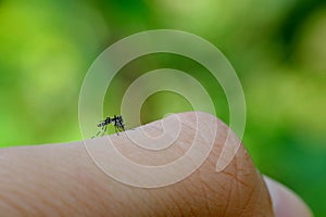 Little mosquito bitting human`s skin