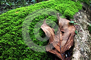 Little moss and dry leaf