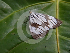 The little moth on a leaf