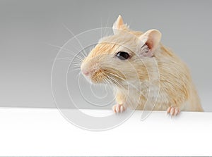 Little mouse above white banner photo