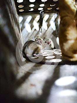 Little mouse caught in cage