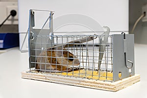 A mouse trapped in a mousetrap, close-up