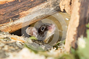 Little mouse under a log