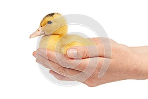 Little mulard duck in hands on a white background, close-up