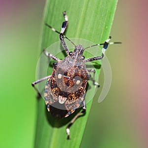 Little multicolored bug on leaf