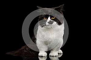 Little Munchkin Cat on Isolated Black background photo