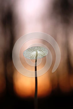 Little mushroom in evening forest