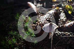 Little mushroom in forest