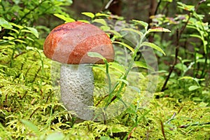 Little mushroom Foxy Bolete