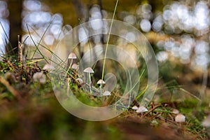 little mushroom in grass in forest