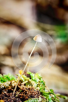 Little mushroom Mycena filopes